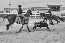 Pete's Photography photographs of the 2024 Ancaster Fairgrounds cattle sorting and six horse hitch demonstration in wide angle format.