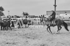 Pete's Photography photographs of the 2024 Ancaster Fairgrounds cattle sorting and six horse hitch demonstration in wide angle format.