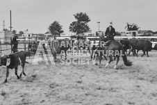 Pete's Photography photographs of the 2024 Ancaster Fairgrounds cattle sorting and six horse hitch demonstration in wide angle format.