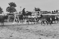 Pete's Photography photographs of the 2024 Ancaster Fairgrounds cattle sorting and six horse hitch demonstration in wide angle format.