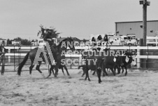 Pete's Photography photographs of the 2024 Ancaster Fairgrounds cattle sorting and six horse hitch demonstration in wide angle format.