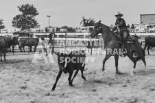 Pete's Photography photographs of the 2024 Ancaster Fairgrounds cattle sorting and six horse hitch demonstration in wide angle format.