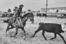 Pete's Photography photographs of the 2024 Ancaster Fairgrounds cattle sorting and six horse hitch demonstration in wide angle format.