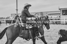 Pete's Photography photographs of the 2024 Ancaster Fairgrounds cattle sorting and six horse hitch demonstration in wide angle format.