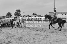 Pete's Photography photographs of the 2024 Ancaster Fairgrounds cattle sorting and six horse hitch demonstration in wide angle format.