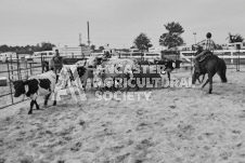 Pete's Photography photographs of the 2024 Ancaster Fairgrounds cattle sorting and six horse hitch demonstration in wide angle format.