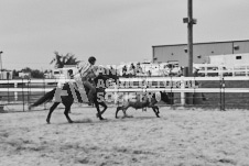 Pete's Photography photographs of the 2024 Ancaster Fairgrounds cattle sorting and six horse hitch demonstration in wide angle format.