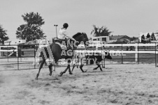 Pete's Photography photographs of the 2024 Ancaster Fairgrounds cattle sorting and six horse hitch demonstration in wide angle format.