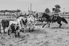 Pete's Photography photographs of the 2024 Ancaster Fairgrounds cattle sorting and six horse hitch demonstration in wide angle format.