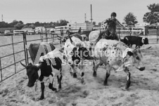 Pete's Photography photographs of the 2024 Ancaster Fairgrounds cattle sorting and six horse hitch demonstration in wide angle format.