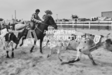 Pete's Photography photographs of the 2024 Ancaster Fairgrounds cattle sorting and six horse hitch demonstration in wide angle format.