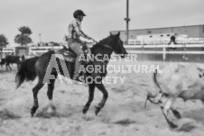 Pete's Photography photographs of the 2024 Ancaster Fairgrounds cattle sorting and six horse hitch demonstration in wide angle format.