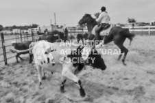 Pete's Photography photographs of the 2024 Ancaster Fairgrounds cattle sorting and six horse hitch demonstration in wide angle format.