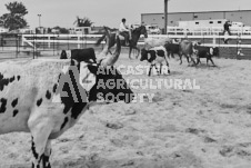 Pete's Photography photographs of the 2024 Ancaster Fairgrounds cattle sorting and six horse hitch demonstration in wide angle format.