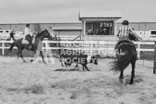 Pete's Photography photographs of the 2024 Ancaster Fairgrounds cattle sorting and six horse hitch demonstration in wide angle format.