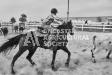 Pete's Photography photographs of the 2024 Ancaster Fairgrounds cattle sorting and six horse hitch demonstration in wide angle format.