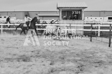 Pete's Photography photographs of the 2024 Ancaster Fairgrounds cattle sorting and six horse hitch demonstration in wide angle format.