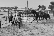 Pete's Photography photographs of the 2024 Ancaster Fairgrounds cattle sorting and six horse hitch demonstration in wide angle format.