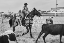 Pete's Photography photographs of the 2024 Ancaster Fairgrounds cattle sorting and six horse hitch demonstration in wide angle format.