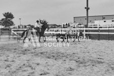 Pete's Photography photographs of the 2024 Ancaster Fairgrounds cattle sorting and six horse hitch demonstration in wide angle format.