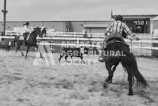 Pete's Photography photographs of the 2024 Ancaster Fairgrounds cattle sorting and six horse hitch demonstration in wide angle format.