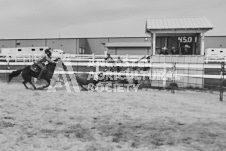 Pete's Photography photographs of the 2024 Ancaster Fairgrounds cattle sorting and six horse hitch demonstration in wide angle format.