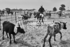 Pete's Photography photographs of the 2024 Ancaster Fairgrounds cattle sorting and six horse hitch demonstration in wide angle format.