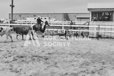 Pete's Photography photographs of the 2024 Ancaster Fairgrounds cattle sorting and six horse hitch demonstration in wide angle format.