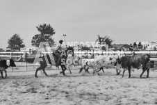 Pete's Photography photographs of the 2024 Ancaster Fairgrounds cattle sorting and six horse hitch demonstration in wide angle format.