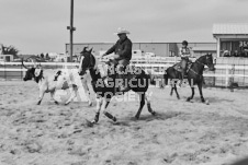 Pete's Photography photographs of the 2024 Ancaster Fairgrounds cattle sorting and six horse hitch demonstration in wide angle format.