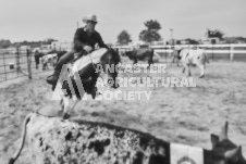 Pete's Photography photographs of the 2024 Ancaster Fairgrounds cattle sorting and six horse hitch demonstration in wide angle format.