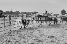 Pete's Photography photographs of the 2024 Ancaster Fairgrounds cattle sorting and six horse hitch demonstration in wide angle format.