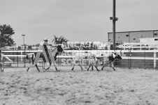 Pete's Photography photographs of the 2024 Ancaster Fairgrounds cattle sorting and six horse hitch demonstration in wide angle format.