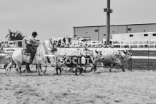 Pete's Photography photographs of the 2024 Ancaster Fairgrounds cattle sorting and six horse hitch demonstration in wide angle format.