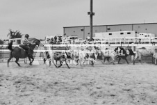 Pete's Photography photographs of the 2024 Ancaster Fairgrounds cattle sorting and six horse hitch demonstration in wide angle format.