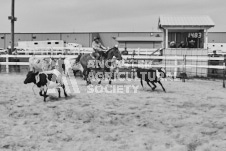 Pete's Photography photographs of the 2024 Ancaster Fairgrounds cattle sorting and six horse hitch demonstration in wide angle format.