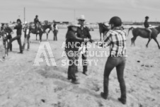 Pete's Photography photographs of the 2024 Ancaster Fairgrounds cattle sorting and six horse hitch demonstration in wide angle format.