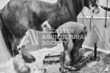 Pete's Photography photographs of the 2024 Ancaster Fairgrounds cattle sorting and six horse hitch demonstration in wide angle format.