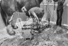 Pete's Photography photographs of the 2024 Ancaster Fairgrounds cattle sorting and six horse hitch demonstration in wide angle format.