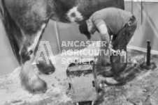 Pete's Photography photographs of the 2024 Ancaster Fairgrounds cattle sorting and six horse hitch demonstration in wide angle format.