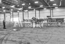 Pete's Photography photographs of the 2024 Ancaster Fairgrounds cattle sorting and six horse hitch demonstration in wide angle format.