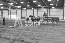 Pete's Photography photographs of the 2024 Ancaster Fairgrounds cattle sorting and six horse hitch demonstration in wide angle format.