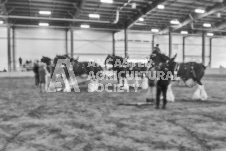 Pete's Photography photographs of the 2024 Ancaster Fairgrounds cattle sorting and six horse hitch demonstration in wide angle format.