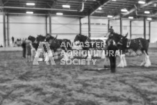 Pete's Photography photographs of the 2024 Ancaster Fairgrounds cattle sorting and six horse hitch demonstration in wide angle format.