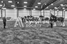 Pete's Photography photographs of the 2024 Ancaster Fairgrounds cattle sorting and six horse hitch demonstration in wide angle format.