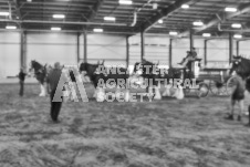 Pete's Photography photographs of the 2024 Ancaster Fairgrounds cattle sorting and six horse hitch demonstration in wide angle format.