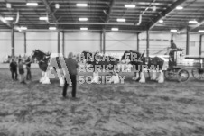 Pete's Photography photographs of the 2024 Ancaster Fairgrounds cattle sorting and six horse hitch demonstration in wide angle format.