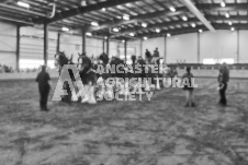 Pete's Photography photographs of the 2024 Ancaster Fairgrounds cattle sorting and six horse hitch demonstration in wide angle format.