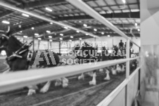 Pete's Photography photographs of the 2024 Ancaster Fairgrounds cattle sorting and six horse hitch demonstration in wide angle format.