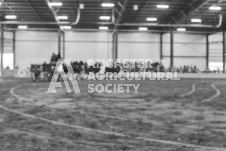 Pete's Photography photographs of the 2024 Ancaster Fairgrounds cattle sorting and six horse hitch demonstration in wide angle format.